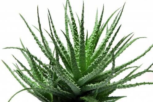 Aloe vera Men's Defenceis